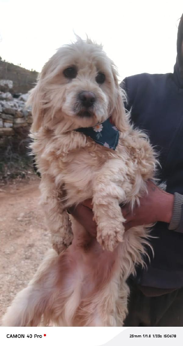 Snoopy, tenero meticcio Foto 3